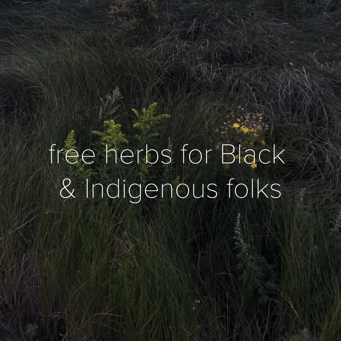 tall green wavy grass with yellow flowers in the center with white text reading: "Free herbs for Black & Indigenous folks."