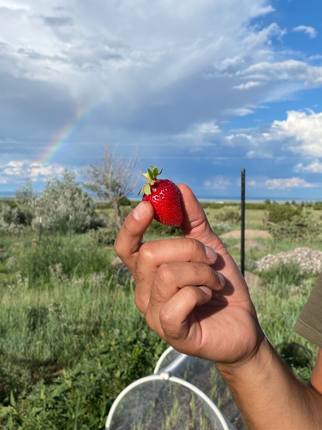 🌿🌻🐝🍓🦋🌸🐞