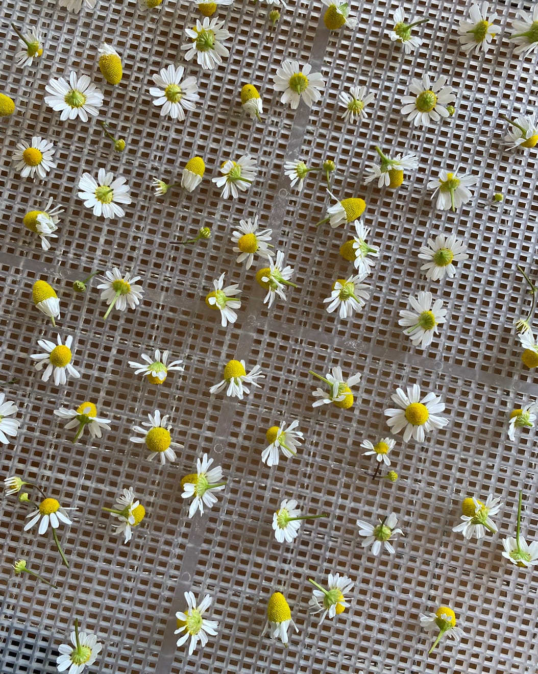 Photo of delicate chamomile blooms drying on a plastic drying rack